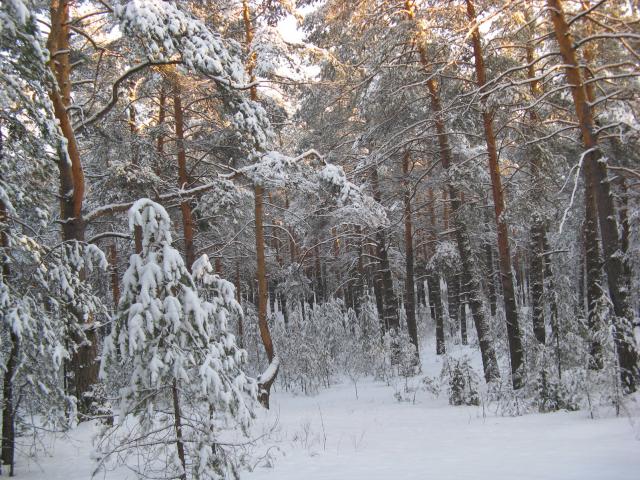 Волжские Леса