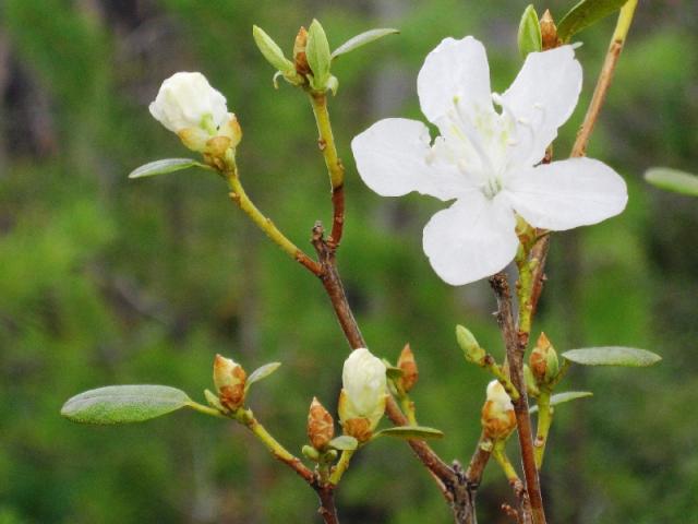 Где-то багульник на сопках цветет. Белый...