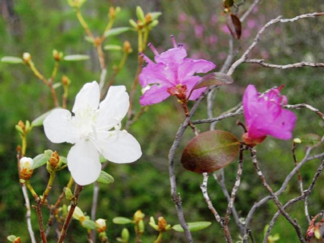 Это не снег, это-белый багульник