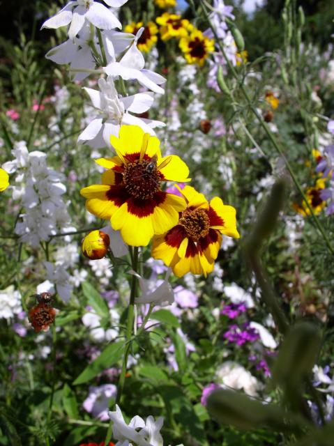 Краски лета