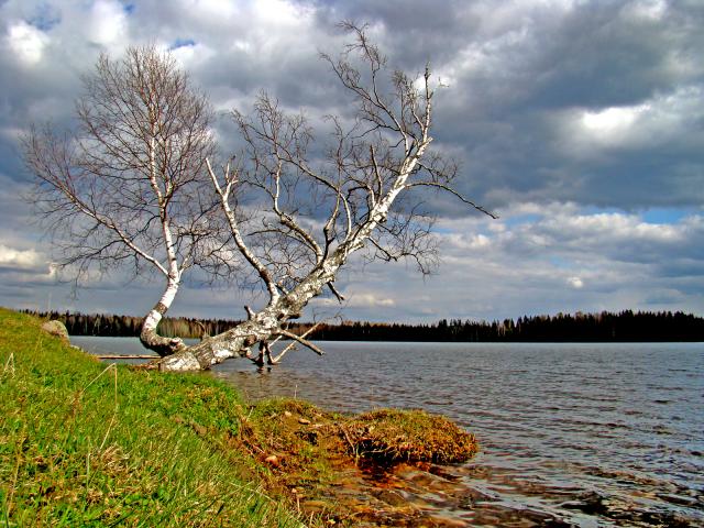 Старая береза.