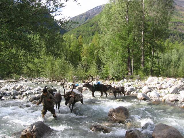 Переправа с оленями