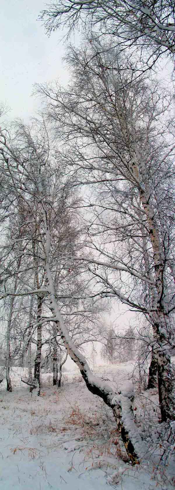 Вертикальная панорама