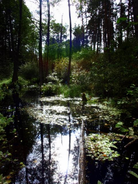 Здесь черти водятся...