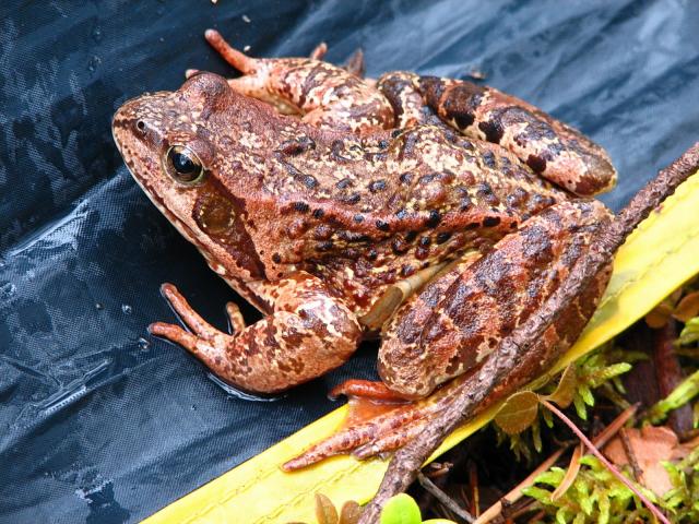 Царевна Лягушка