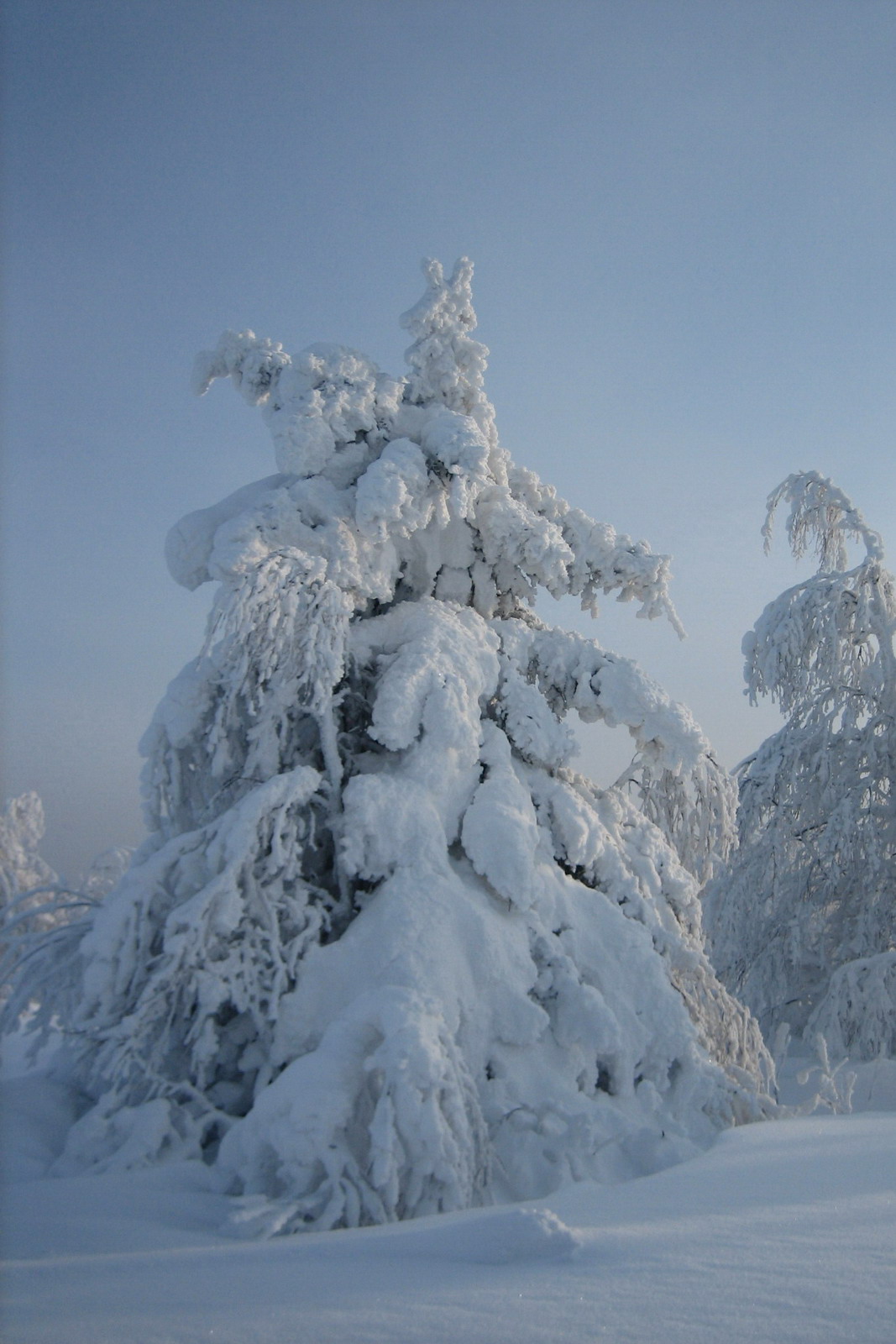 Лесная снегурка