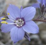 Цветок альпийского луга Леприндинского плато