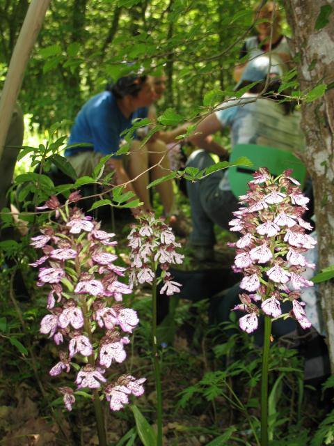 В лесах Крыма много орхидей