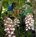 В лесах Крыма много орхидей