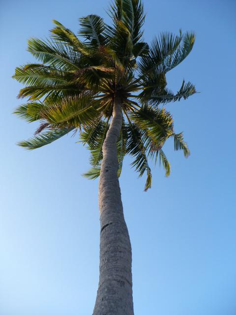 Тропическое дерево