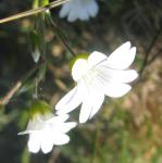 Беленький чистый красивый цветок
