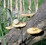 Улитка и грибы